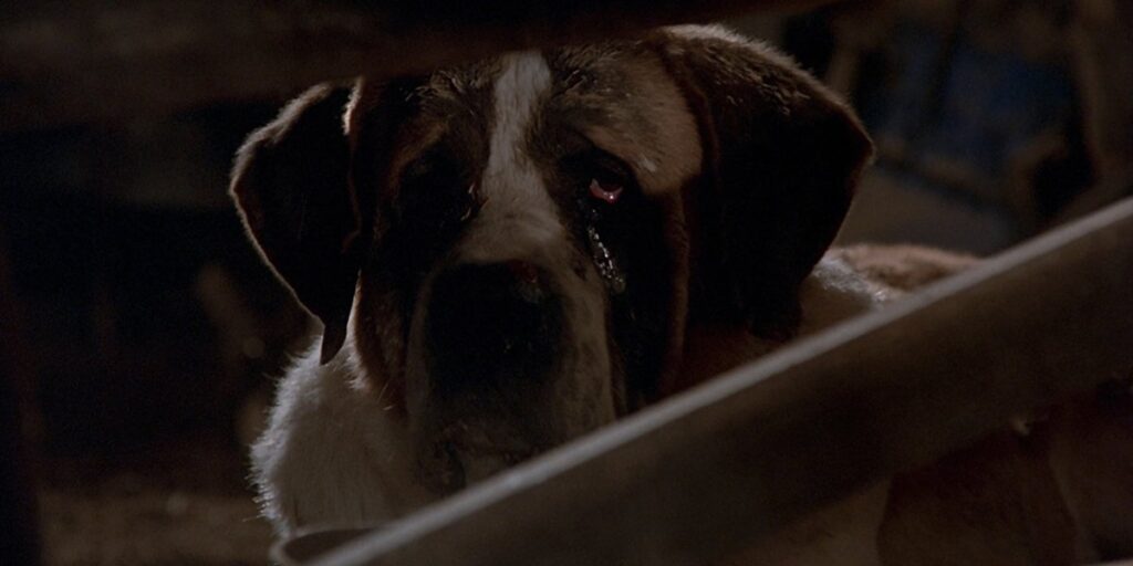 Cujo 10 BehindTheScenes Facts About The Vicious Stephen King Movie